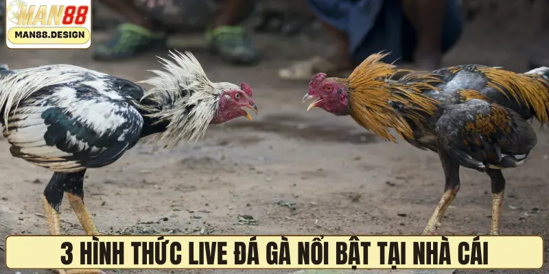 3 hình thức live đá gà nổi bật tại nhà cái