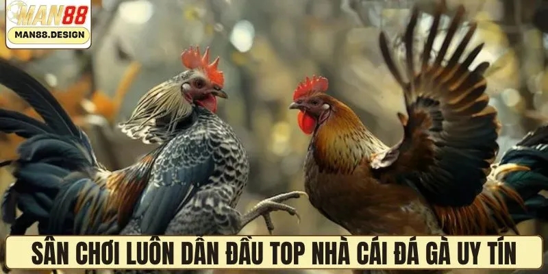 Bí quyết giúp sân chơi dẫn đầu top nhà cái đá gà uy tín