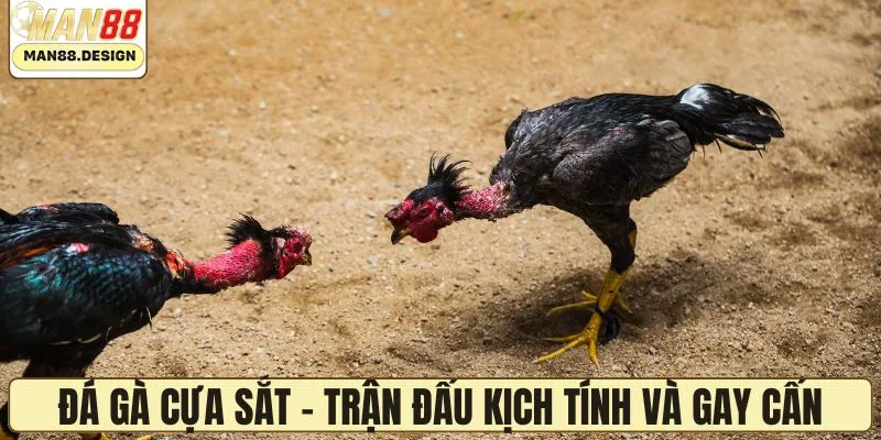 Đá gà cựa sắt - Trận đấu kịch tính và gay cấn