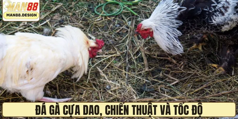 Đấu cựa dao - Thách thức chiến thuật và tốc độ