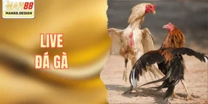 Tham gia live đá gà tại nhà cái Man88