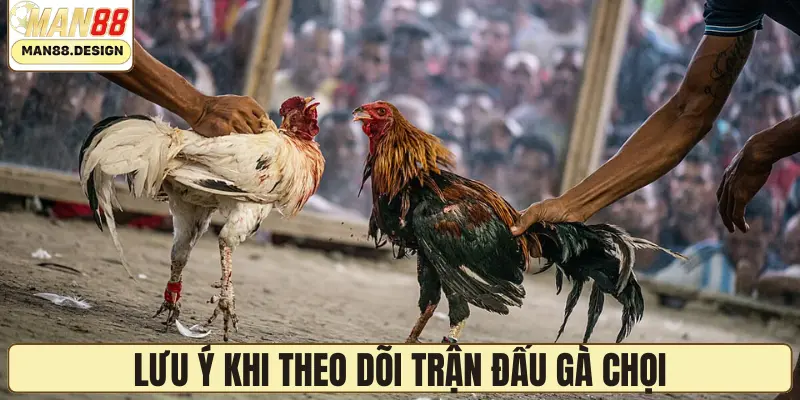 Lưu ý khi theo dõi trận đấu gà chọi
