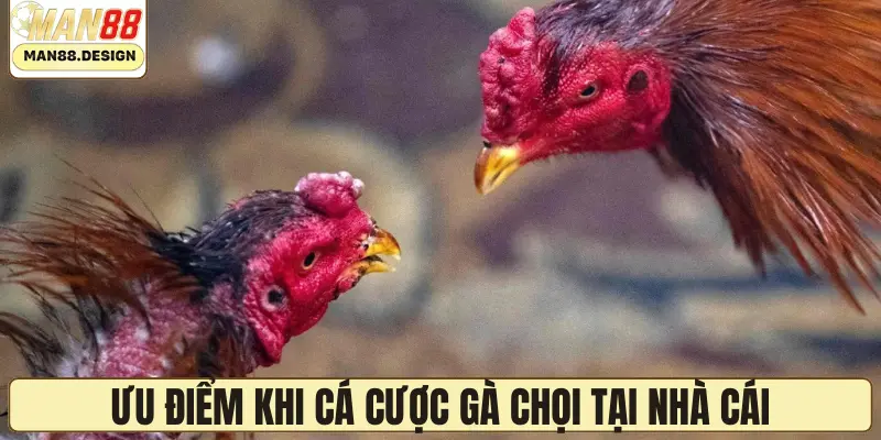 Ưu điểm khi cá cược gà chọi tại nhà cái