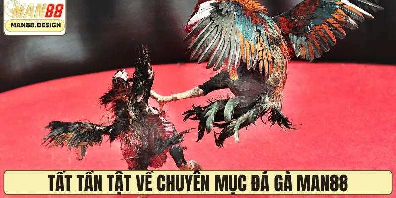 Tất tần tật về chuyên mục đá gà 2025